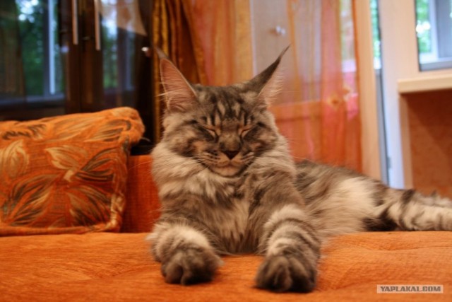 Котовторник  28.08.12