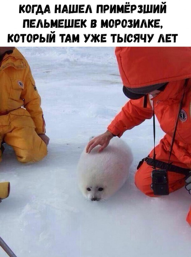 Милые животные. Мимиметр сломался