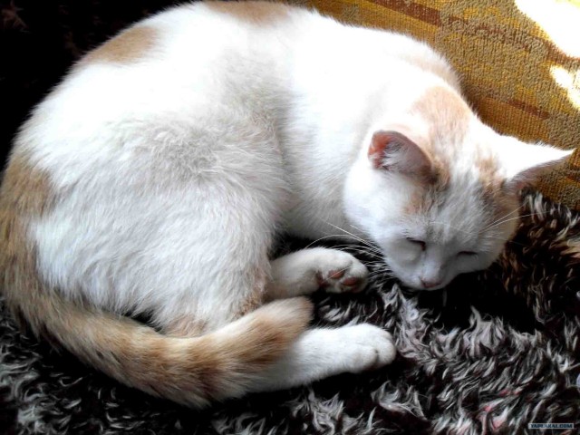 Котовторник 30.10.2012