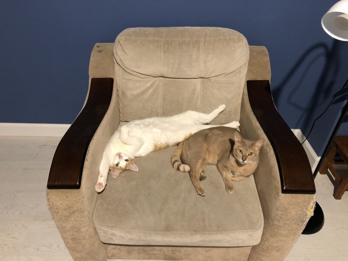 Кошки, которые заснули в самых невообразимых позах