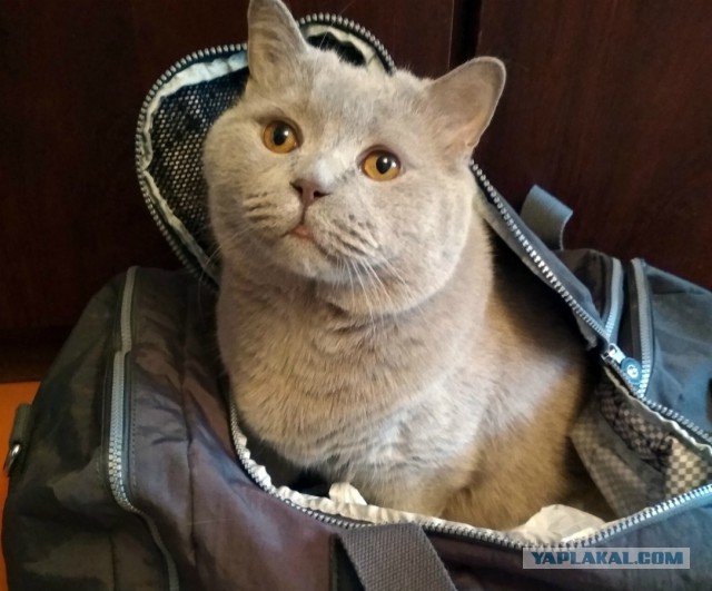 Почему НЕ стоит покупать котят у заводчиков