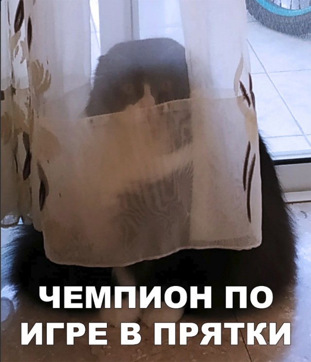 Забавные фото котеек