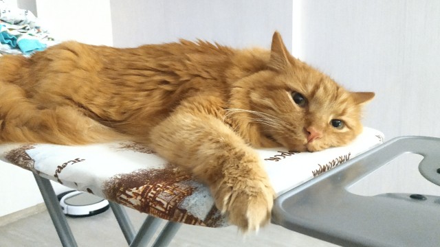 Котопост. Просто антикризисный котопост