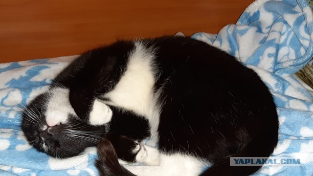 Коты, которые нас порадовали!