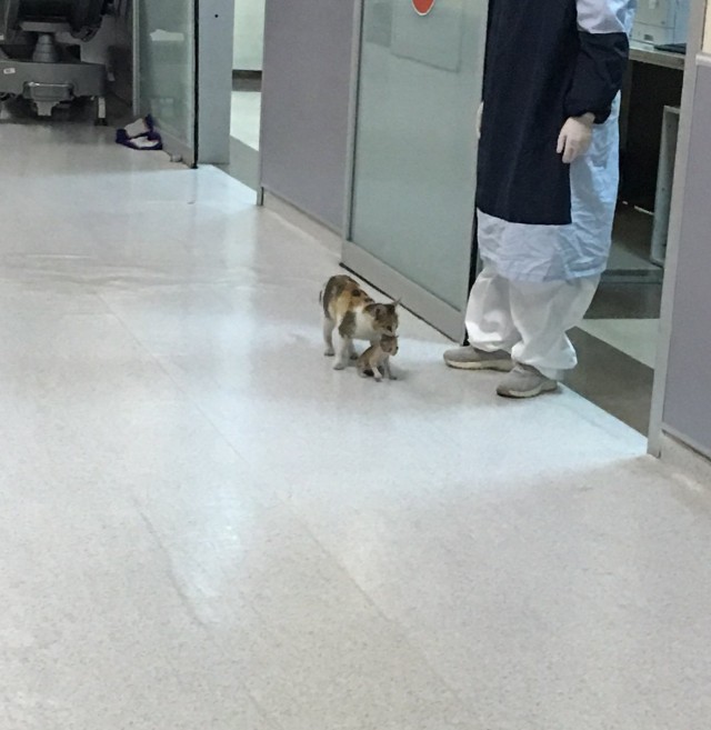 Зверушки