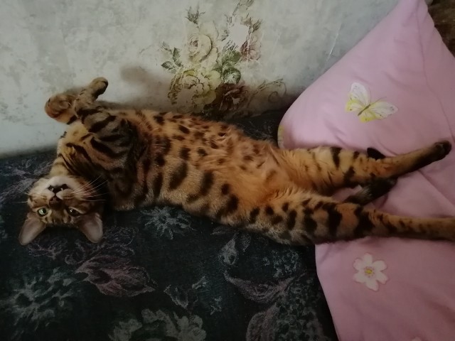 Моя красотка