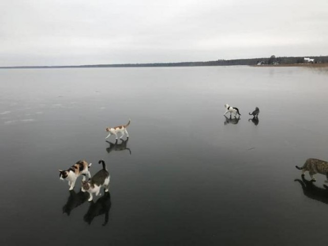В завершение котовторника.