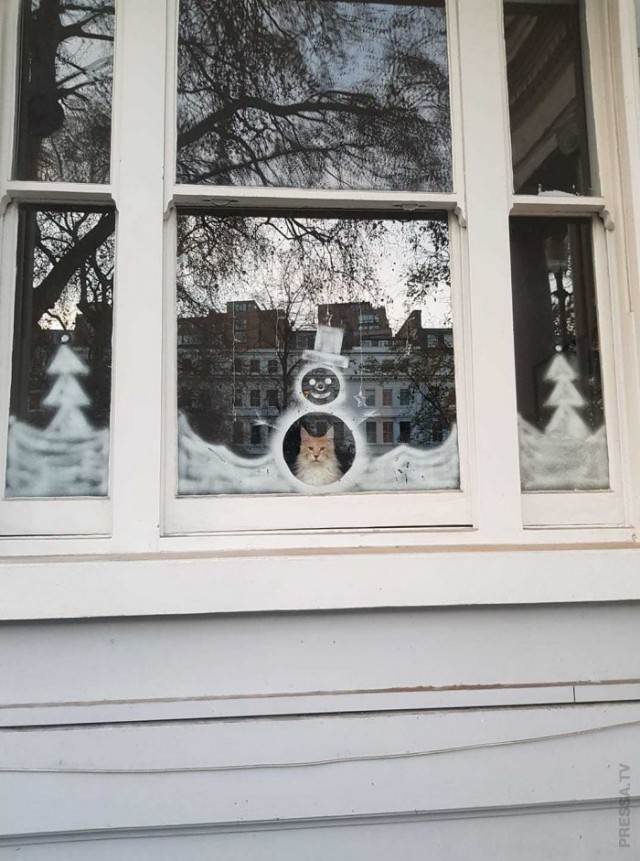 Картинки и мемы для настроения 019
