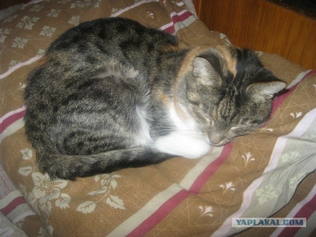Жизнь домашнего приюта для котеек 327