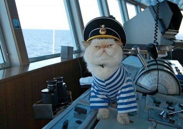 Корабельный кот