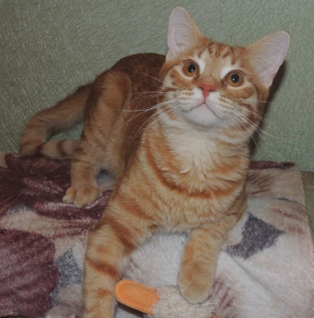Котовторник. Добавляйте своих