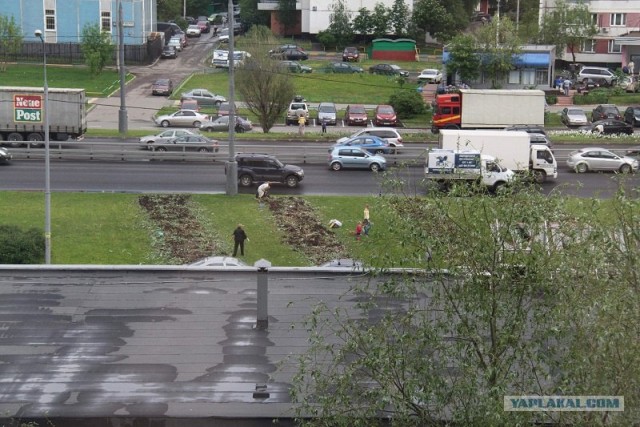Воровство тюльпанов
