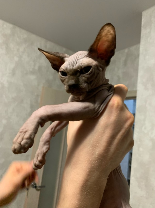 Котовторник же!