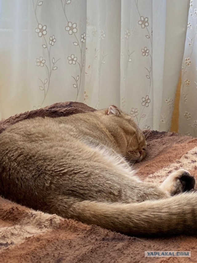 Погнали! С котовторником, други!
