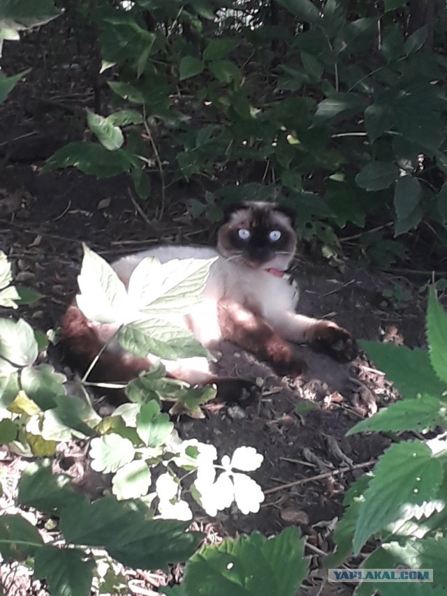 Котовторник (свои добавляем)