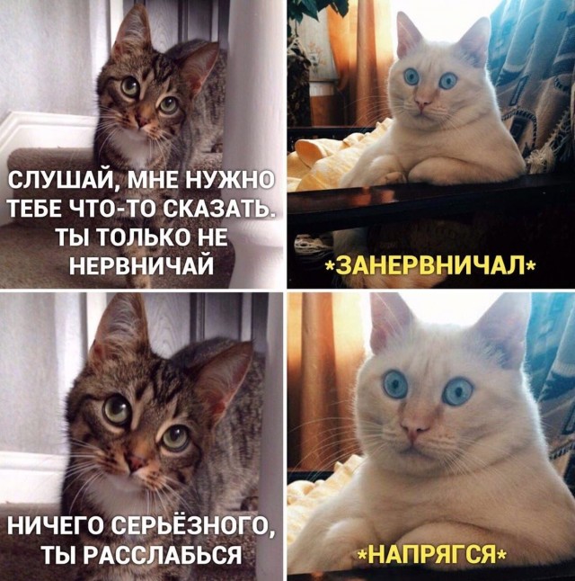 Картинки и мемы для настроения 24.08.2021