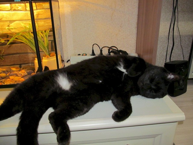 Вы, что спите? Вставайте, котовторник же!
