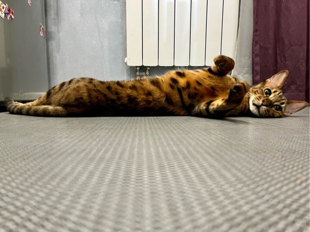 Котовторник. Картинки и буквы 08.02.22