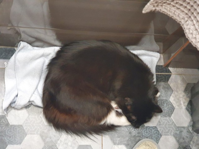 Котовторник - по расписанию!