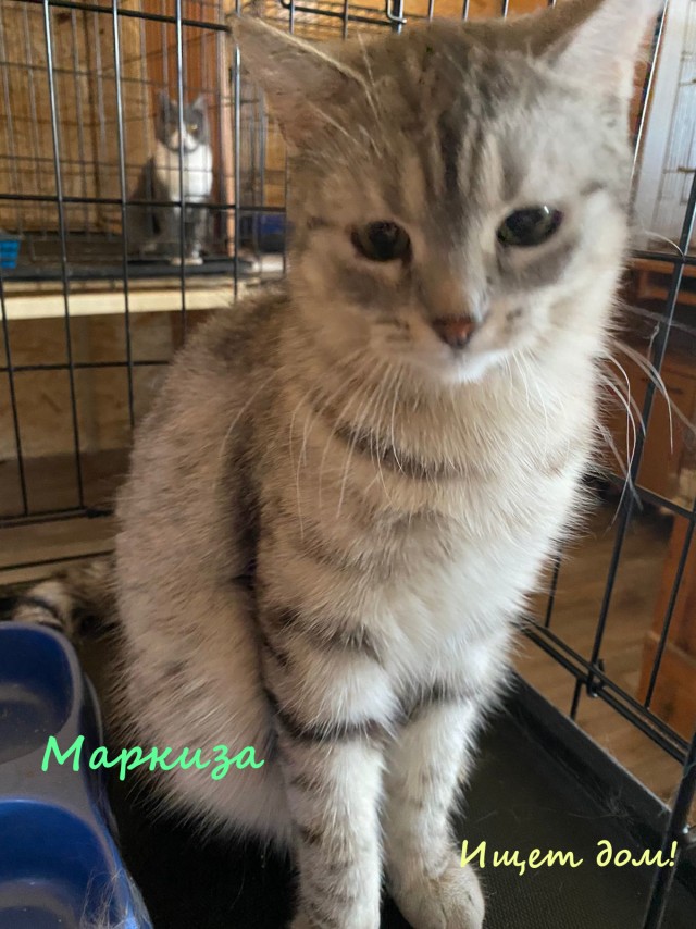 Жизнь домашнего приюта "Котоленд" 328