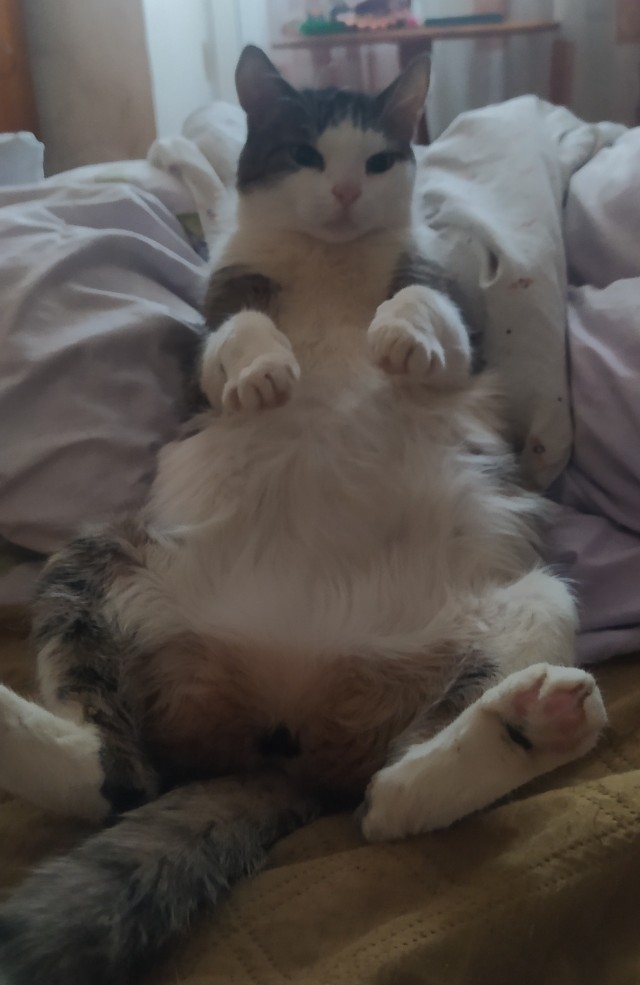 С праздником и котофторником!