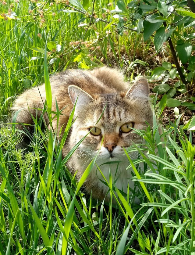 И снова день кошачий!
