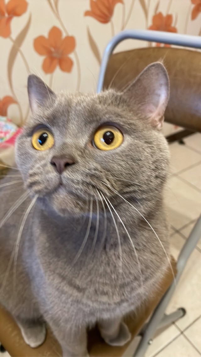 Начну котовторник чуть раньше!