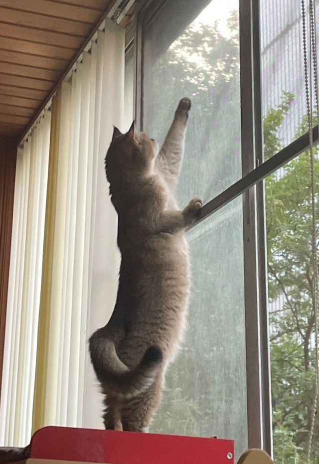 К котофторнику