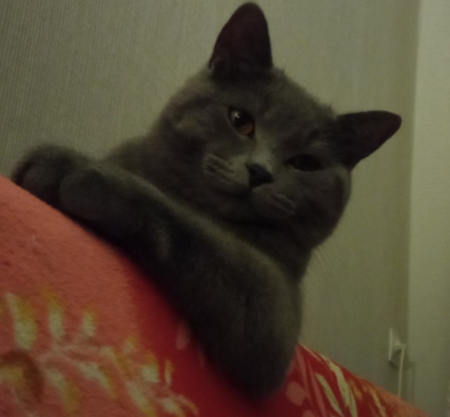 Ура! Котовторник.