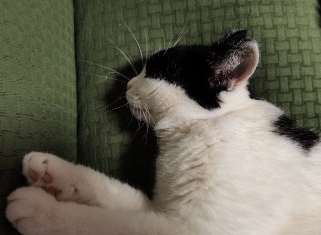 Котовторник 19.07.22