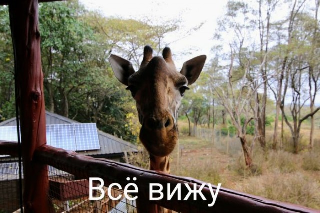 Картинки и мемы для настроения. Выходные рядышком...