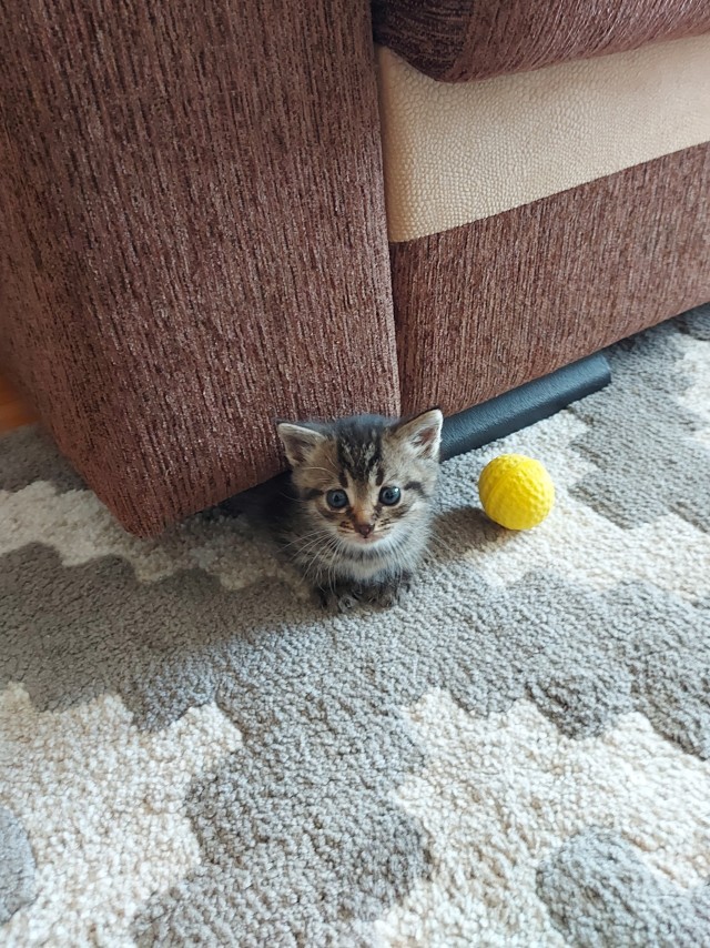 На котовторник