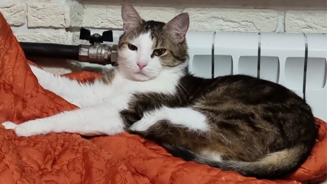 Вторник, ваши коты и кошки в студию