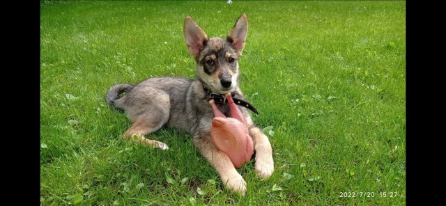 Полгода после приюта