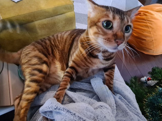 Начинаем котовторник.