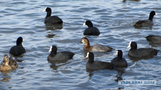 Крым в феврале или "Не стреляйте в белых лебедей!"