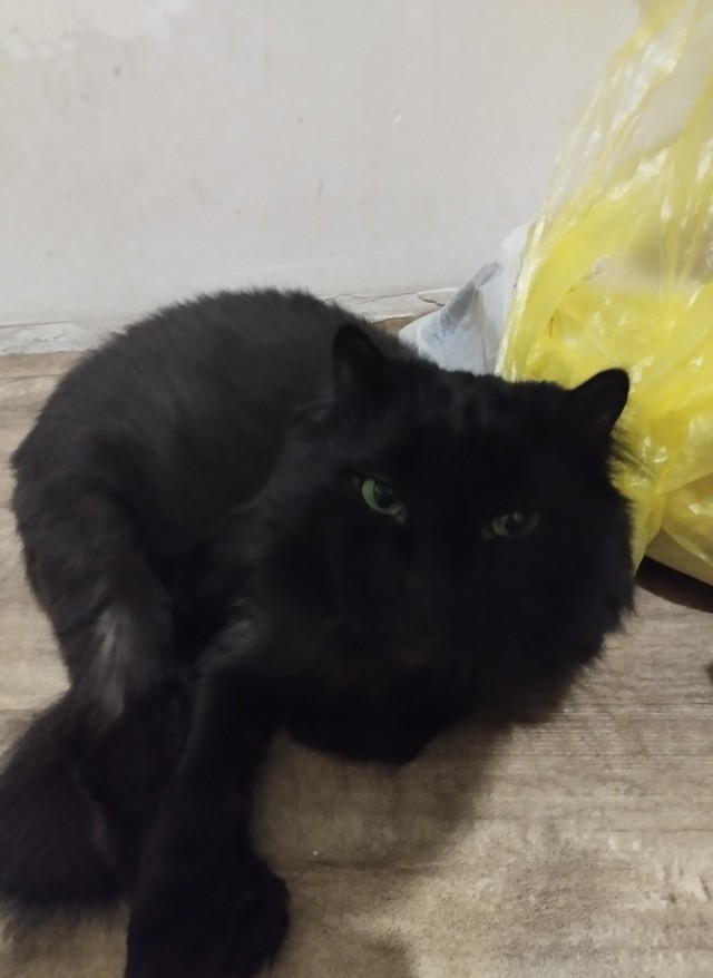 Котовторник! 16+ Коллеги-рабы, отмечаемся, у кого хозяину много лет!