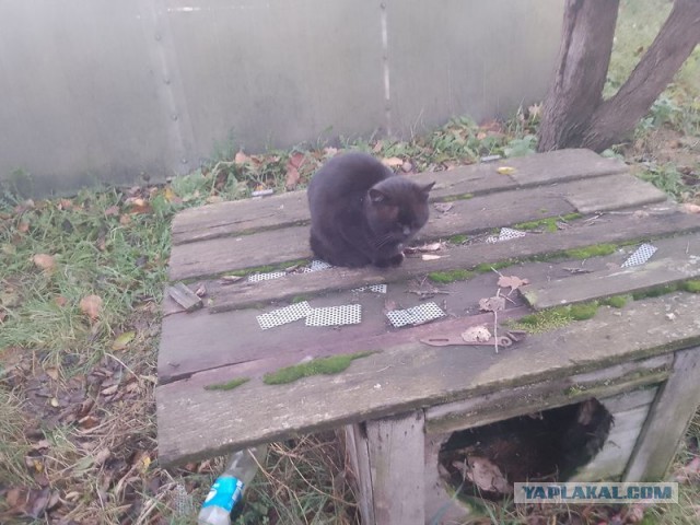 Жизнь домашнего приюта для котеек 469