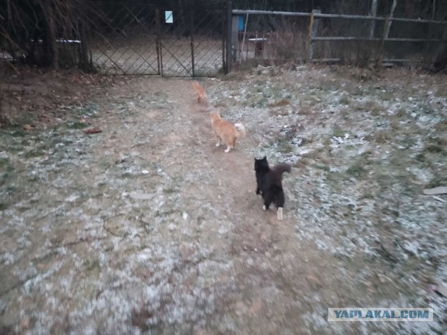 Жизнь домашнего приюта для котеек 472