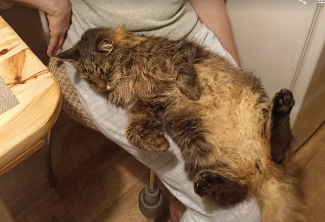 Дзен-котизм