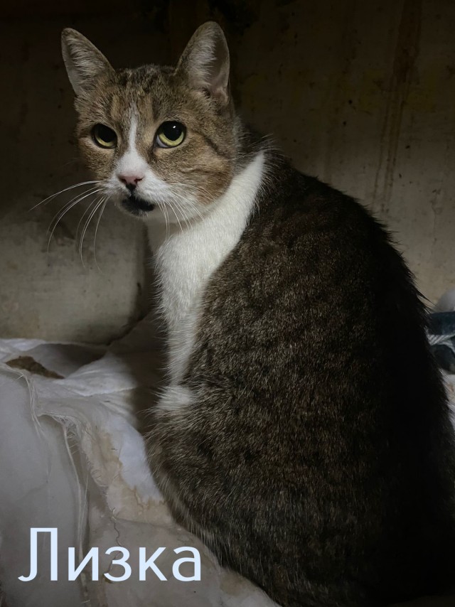 Жизнь домашнего приюта "Котоленд" 424