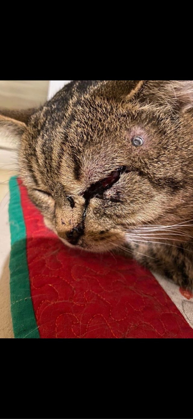 В Арзамасе неизвестный расстрелял кота из пневматики