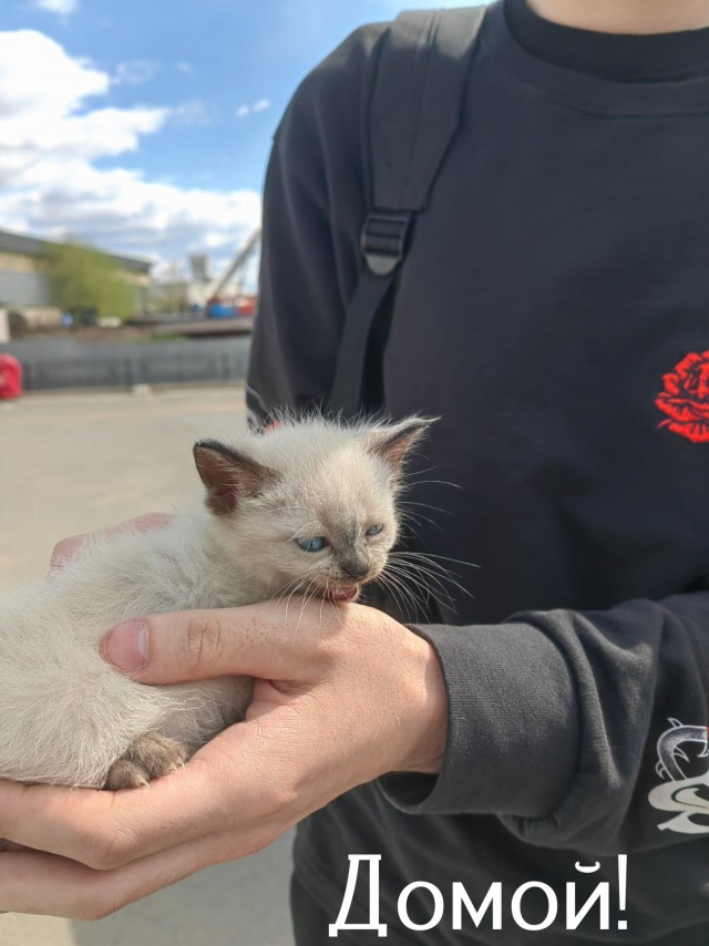 Жизнь домашнего приюта "Котоленд" 436