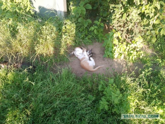 Жизнь домашнего приюта для котеек 505