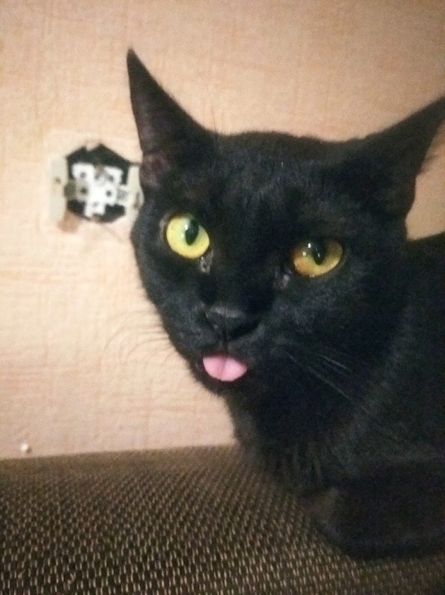 Котовторник и я теперь котораб