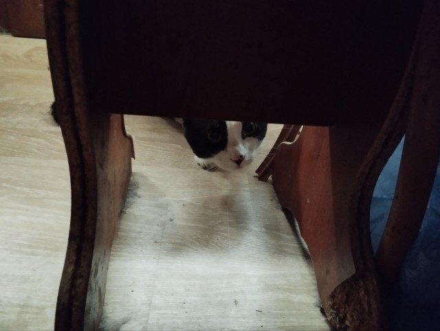 Обнаружен ъуъ (котовторник)