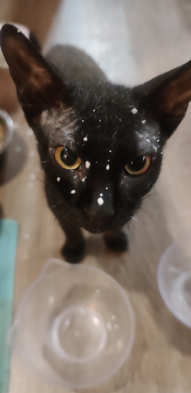 С Котовторником!