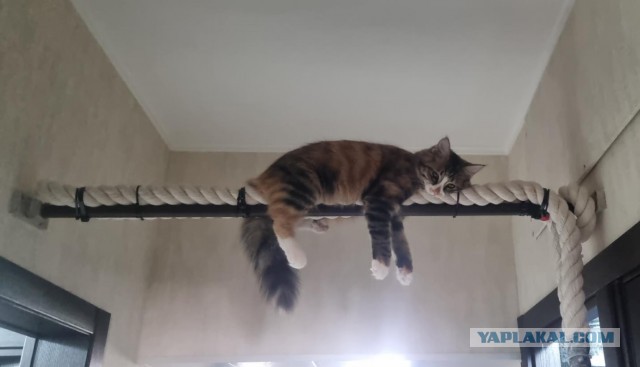 Котовторник 05/11/2024