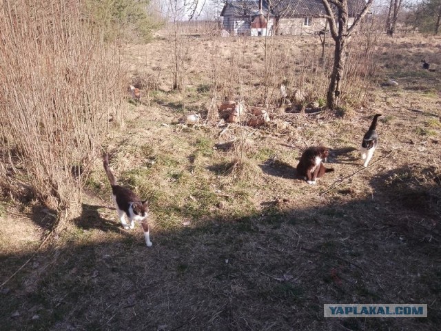 Жизнь домашнего приюта для котеек 536