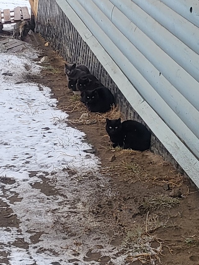 Темная сила